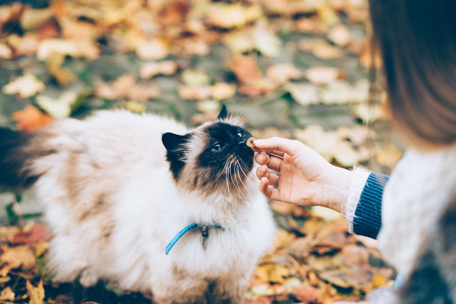 Top Ten Ways to Keep Your Cat Healthy
