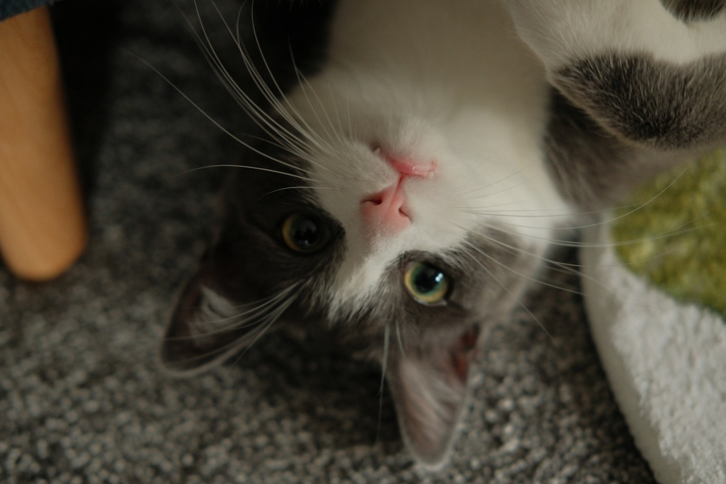 A Beginner’s Guide to Cat Care Essentials